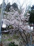 我家の桜