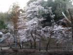 船岡公園の桜
