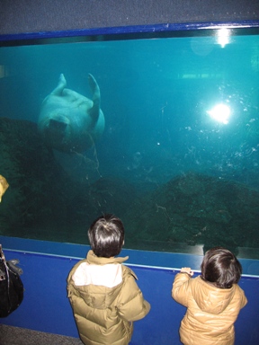 NY aquarium 2