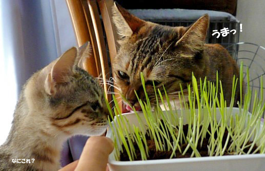 猫草食べるキララのコピー
