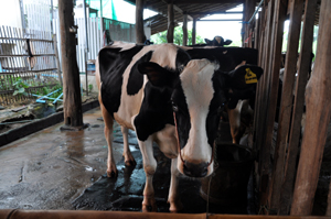 Holstein in Thailand