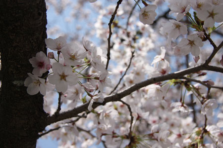 弁天の桜