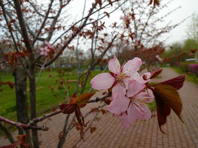 釧路の春