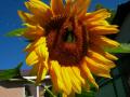 sunflower&bee
