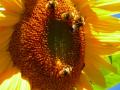 sunflower&bee
