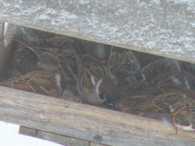 sparrow kanasugi