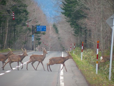 鹿の群れ横断中