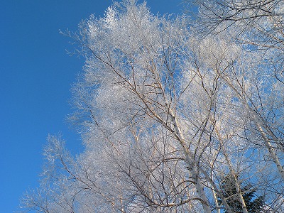 樹氷輝く！