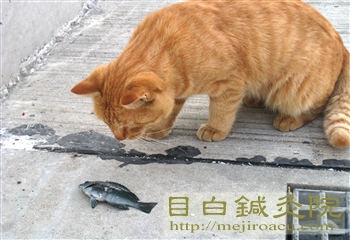 猫と魚２