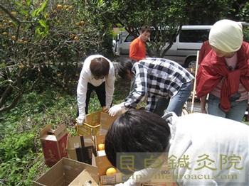 20110504甘夏収穫祭1