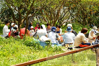 20110504甘夏収穫祭2