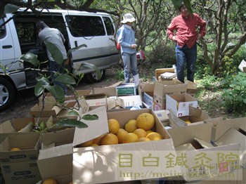 20110504甘夏収穫祭3