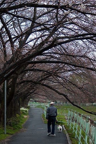 雨桜2-4