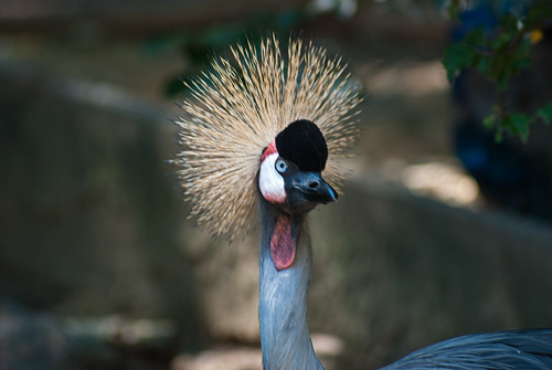 東山動物園夏2-6