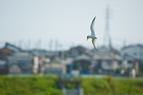 油ヶ淵-9