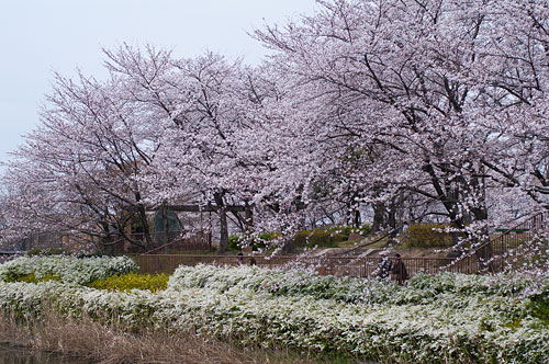 白沢公園の桜風景