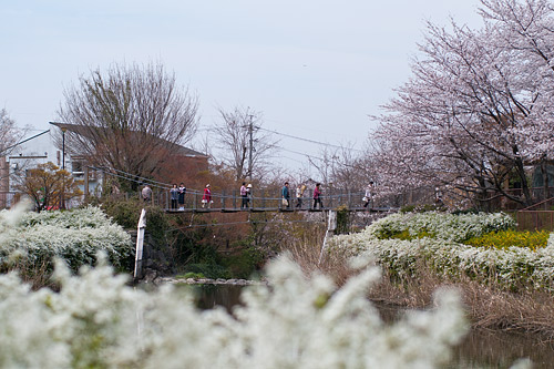 吊り橋と桜の風景