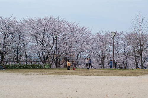 城土公園の桜