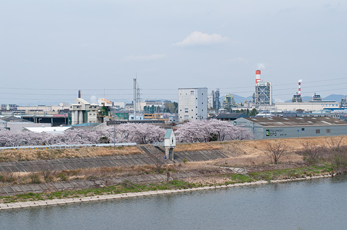 庄内川と桜