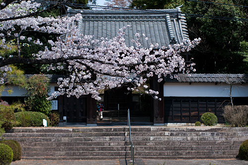 大森寺と桜
