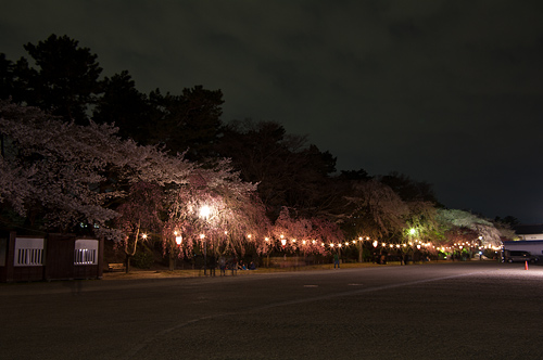 名古屋城桜-13