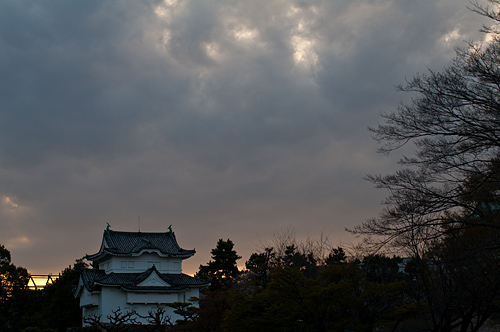 名古屋城桜-5