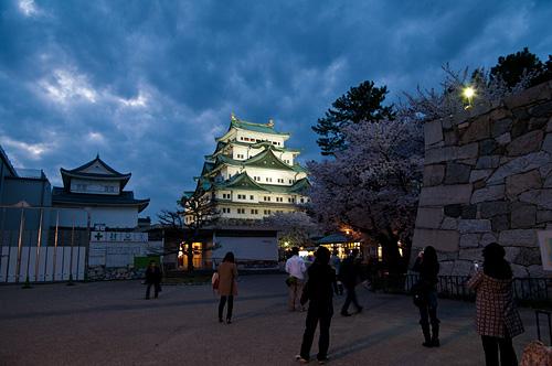 名古屋城桜-8